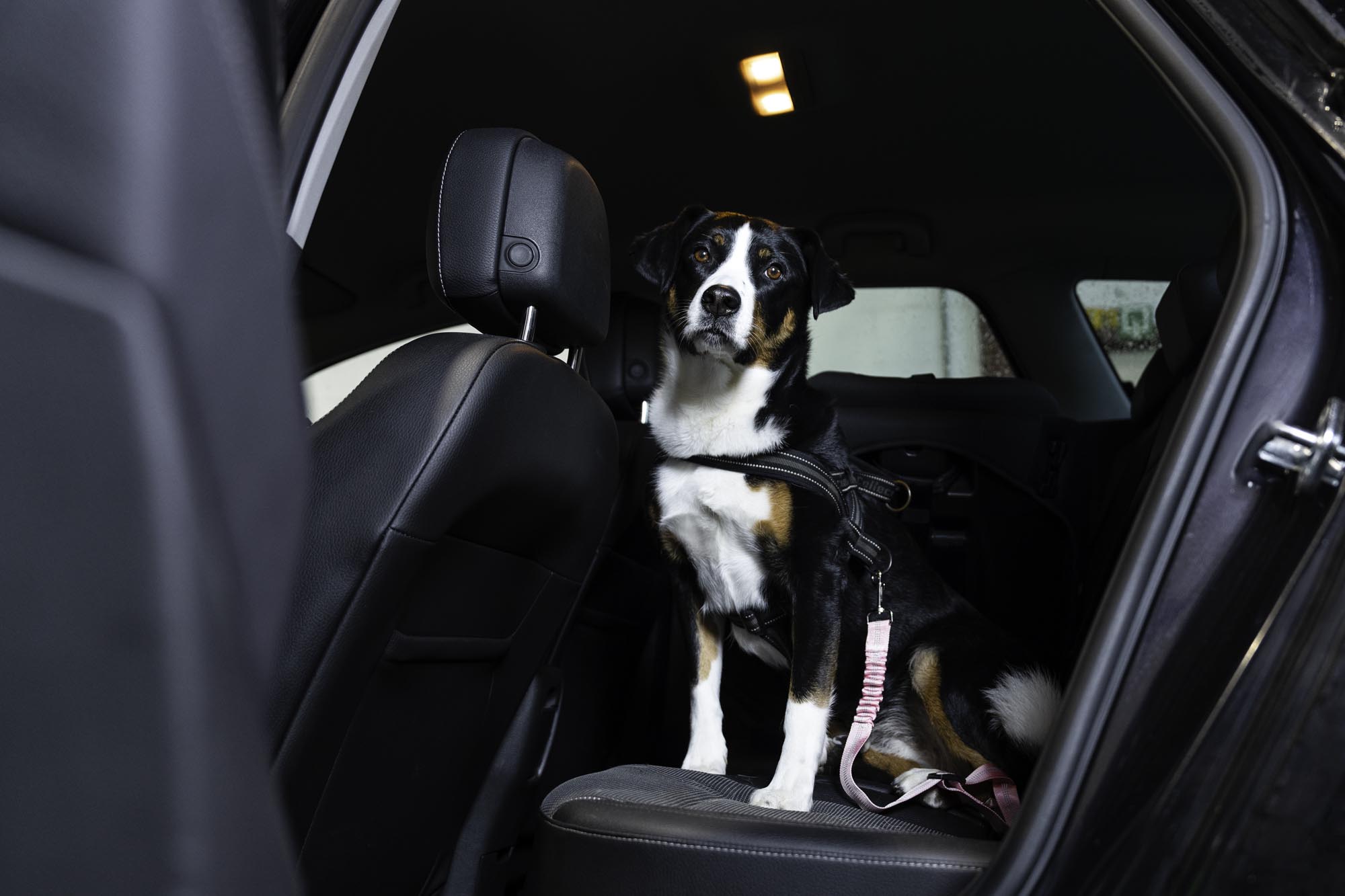 Hond zit op achterbank van een auto, kijkend in de camera en aangelijnd aan een veilige hondengordel van Autogordel.nl